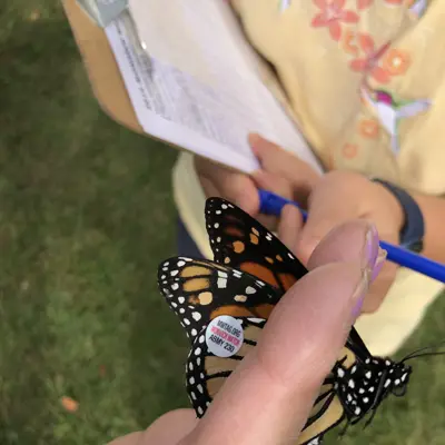 person holding a tagged monarch butterfly