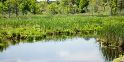 wetlands