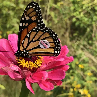 tagged monarch butterfly