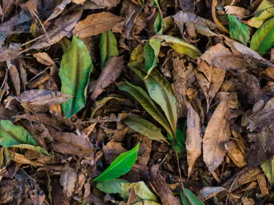 organic material leaves