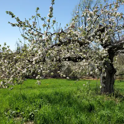 Wilkens Farm Apple Blossom Tree