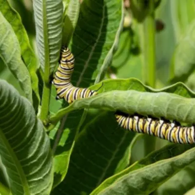 two monarch butterfly caterpillars crawling on a milkweed plant