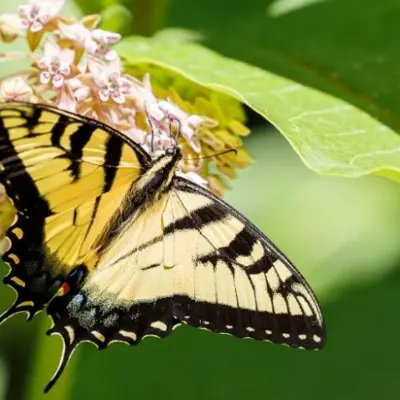 swallowtail butterfly