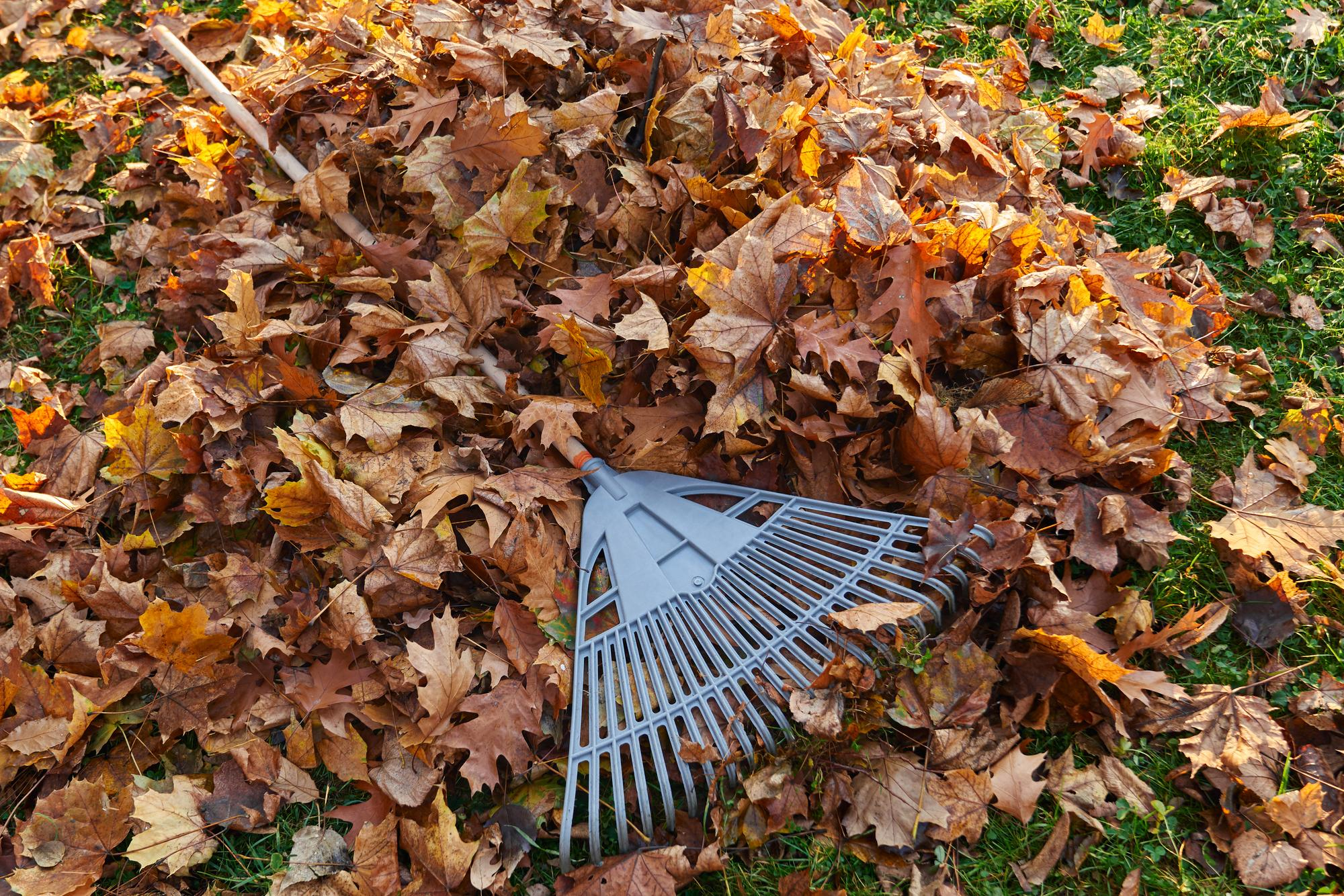 raking leaves