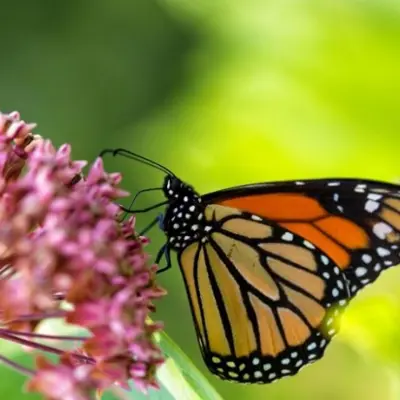 monarch butterfly