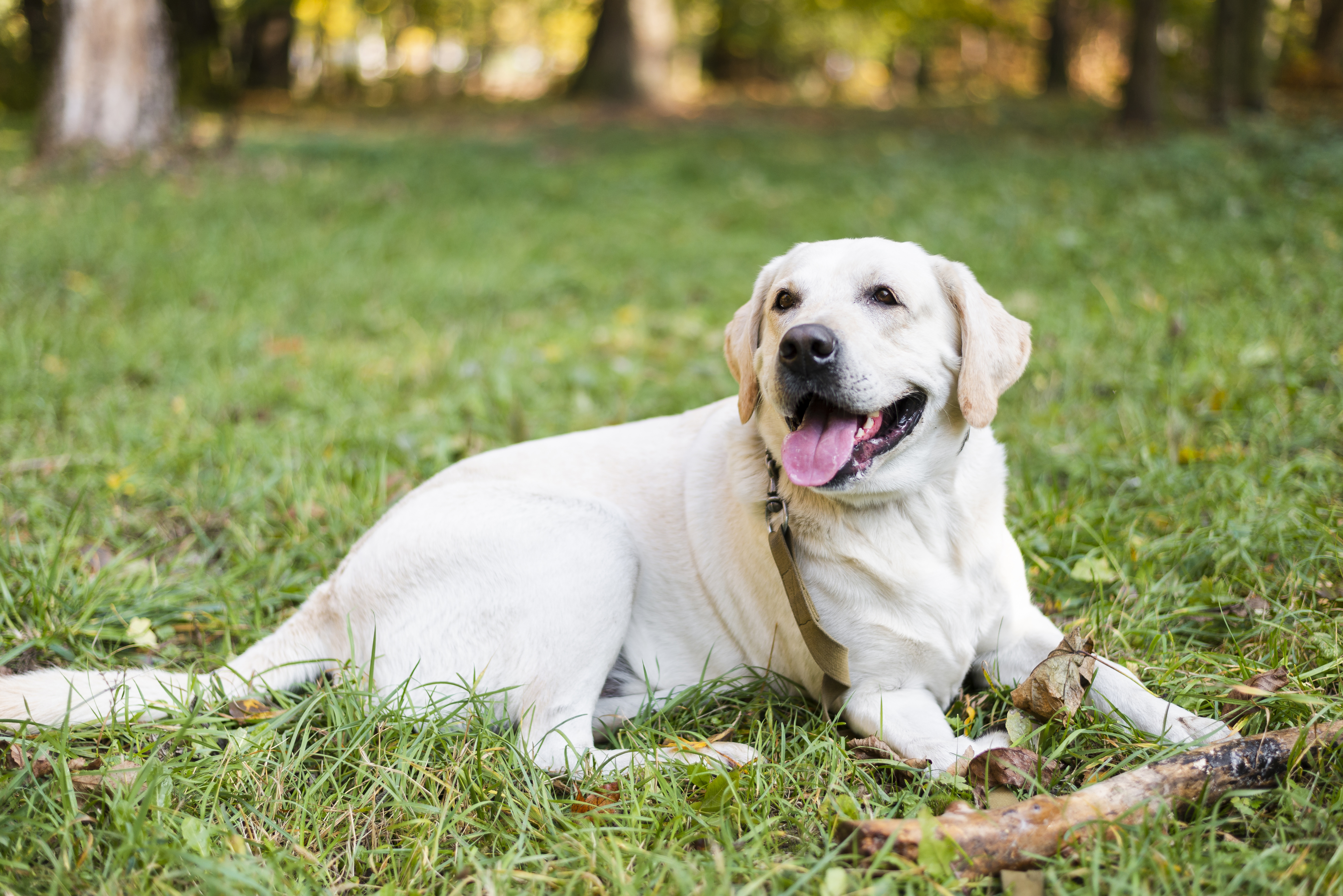 Portrait Cute Labrador Sitting Grass