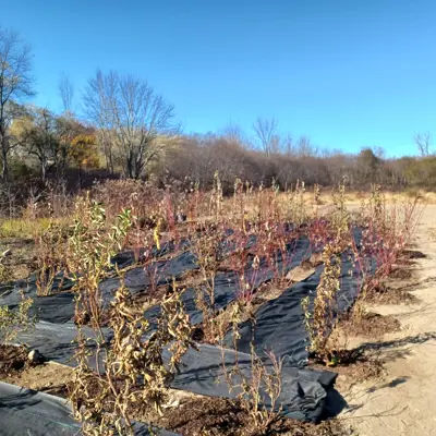 Trees Planted At Willow Park