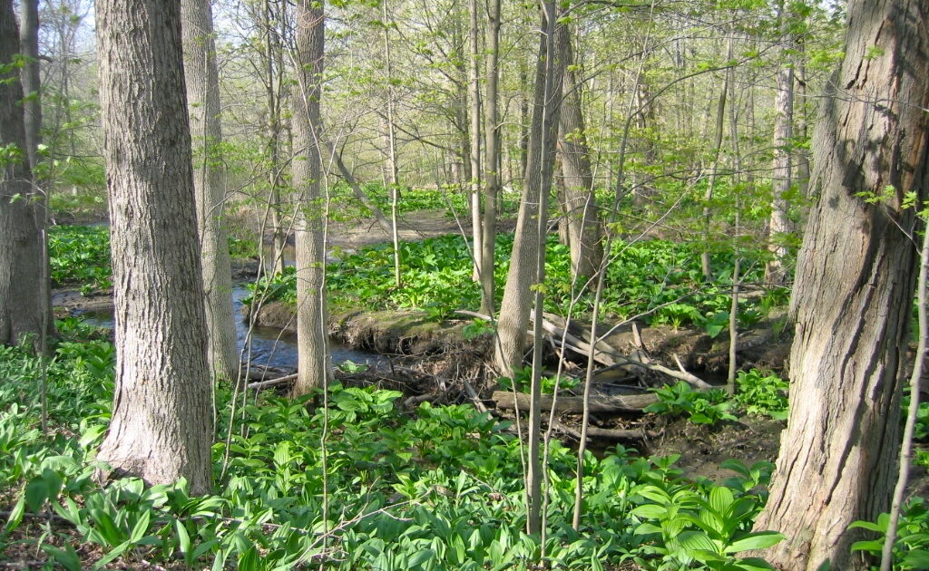 Hunter Brook Preserve