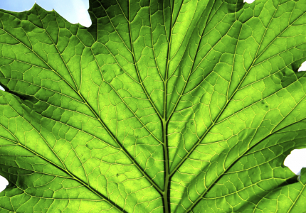 Tree Conservation Advisory Commission