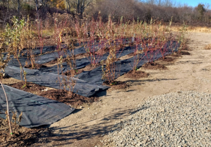 Willow Park Tree Nursery