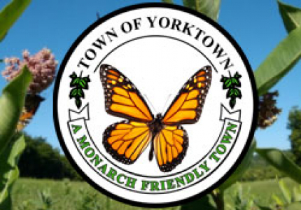 Monarch Butterfly Friendly Town