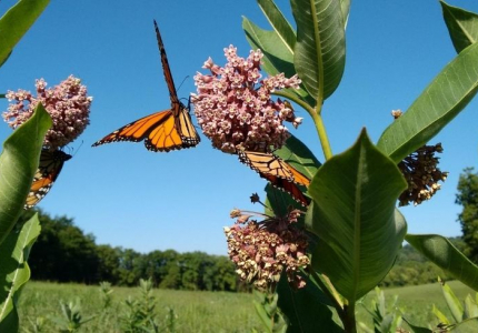 Monarch Butterfly
