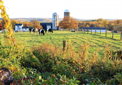 Hilltop Hanover Farm