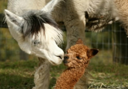 Faraway Farm Alpacas