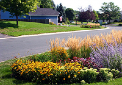 Rain Garden
