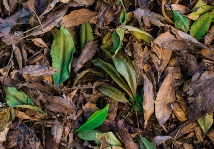 Image of leaves by freepik.
