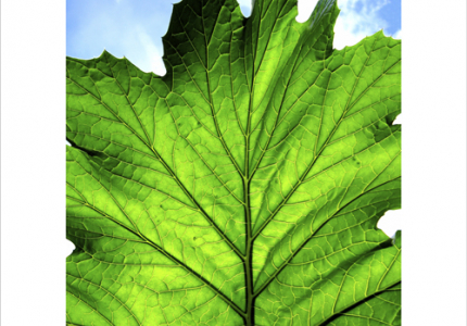 Leaf