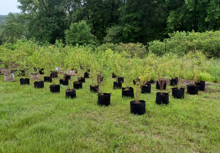 photo of tree nursery