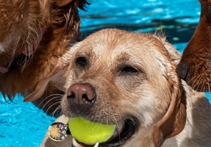 Puppy Pool Party 2023