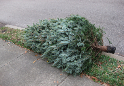 Christmas Tree Collection