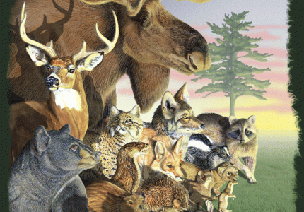 Conservation (Hunting/Fishing) Licenses