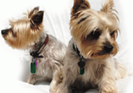 Dog Licenses