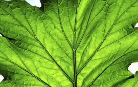 Tree Conservation Advisory Commission