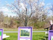 Bedford Oak Poster
