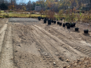 Tree Nursery