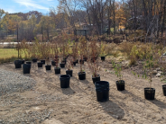 Tree Nursery