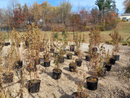 Tree Nursery
