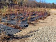 Tree Nursery