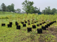 photo of tree nursery