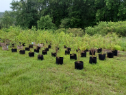 photo of tree nursery