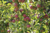 Apples - Wilkens Farm