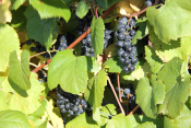 Grapes - Wilkens Farm