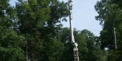Tree Work