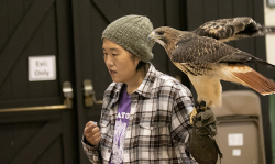 Teatown Birds of Prey