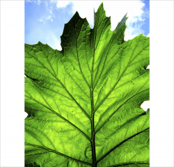 Leaf