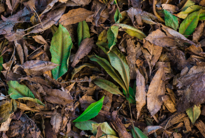 Image of leaves by freepik.